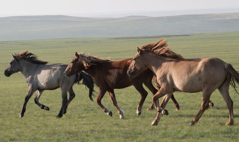 Mongolia's Eastern Steppe