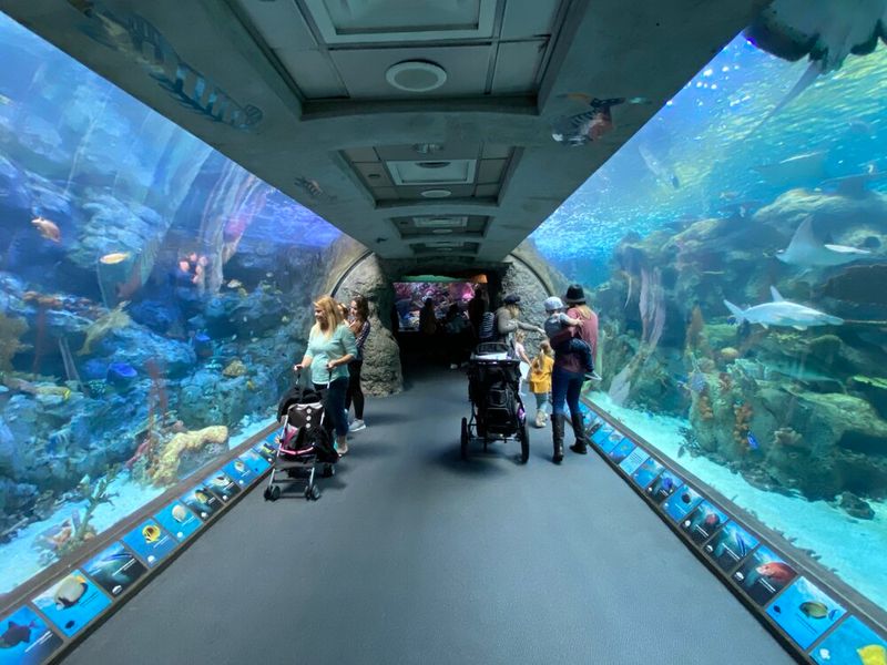 Aquarium of the Pacific - Long Beach