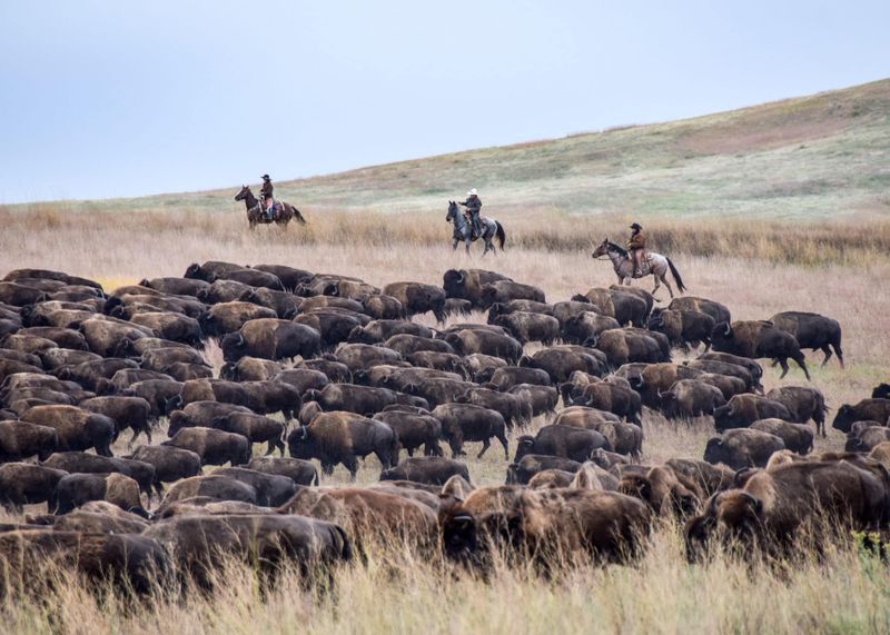 Custer State Park, South Dakota