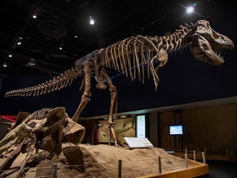 Royal Tyrrell Museum (Alberta, Canada)