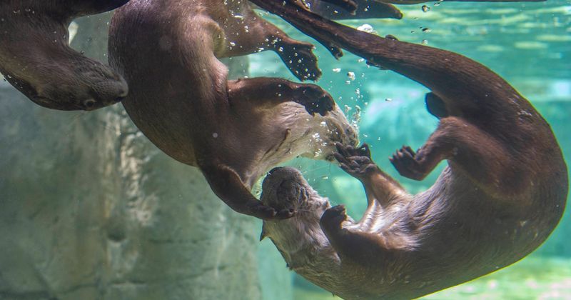 Tennessee Aquarium, Chattanooga, TN