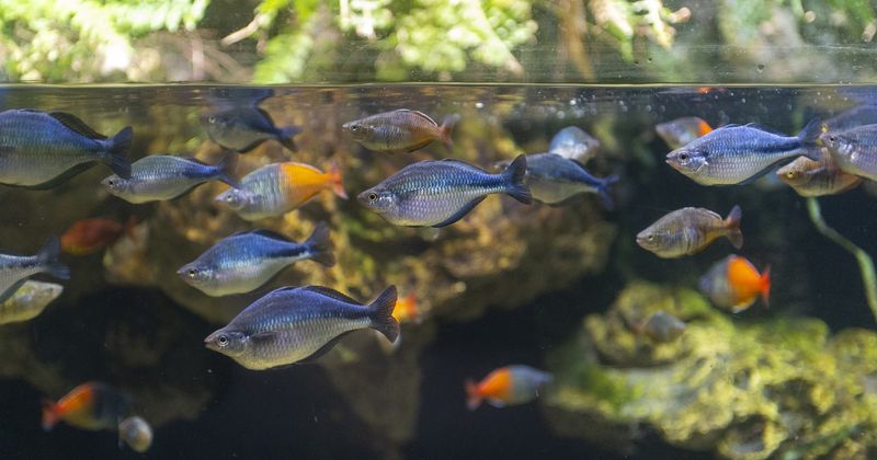 Tennessee Aquarium - Chattanooga, Tennessee