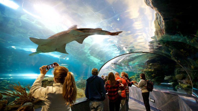 Ripley's Aquarium of the Smokies - Gatlinburg