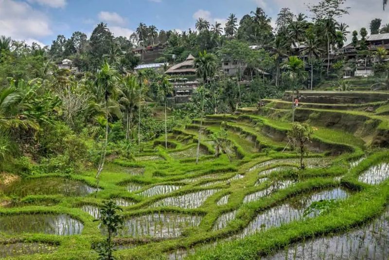 Bali's Ubud Rice Terrace Tranquility
