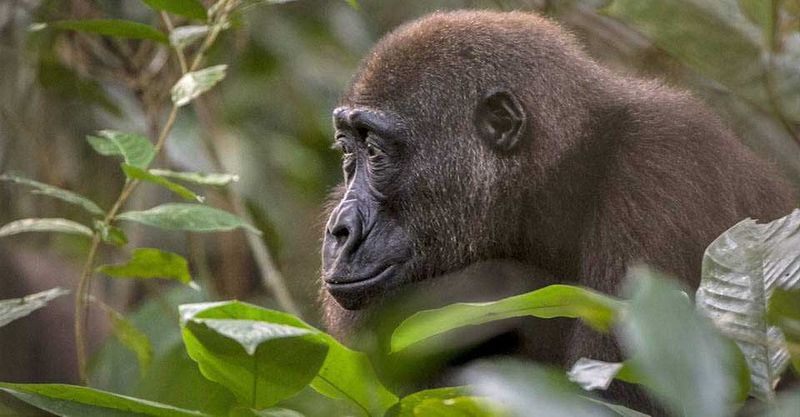 Congo Basin's Unexplored Heart