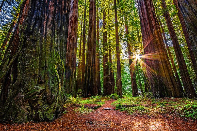 Redwood National Park's Ancient Giants