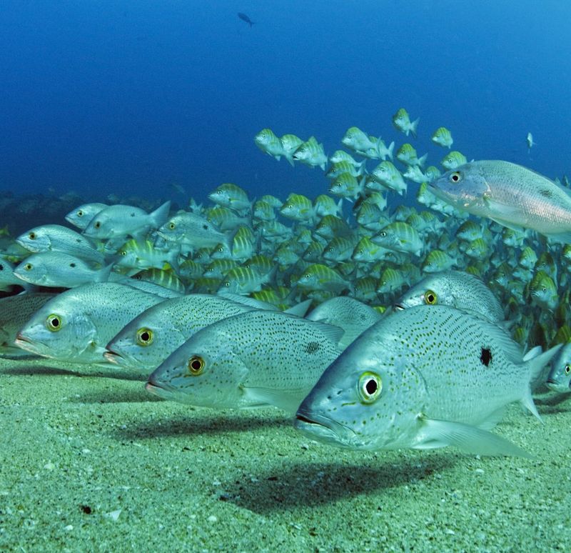 Cabo Pulmo, Mexico