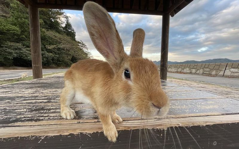 Okunoshima (Rabbit Island, Hiroshima Prefecture)