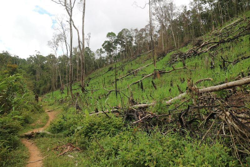 Tree Planters In Madagascar