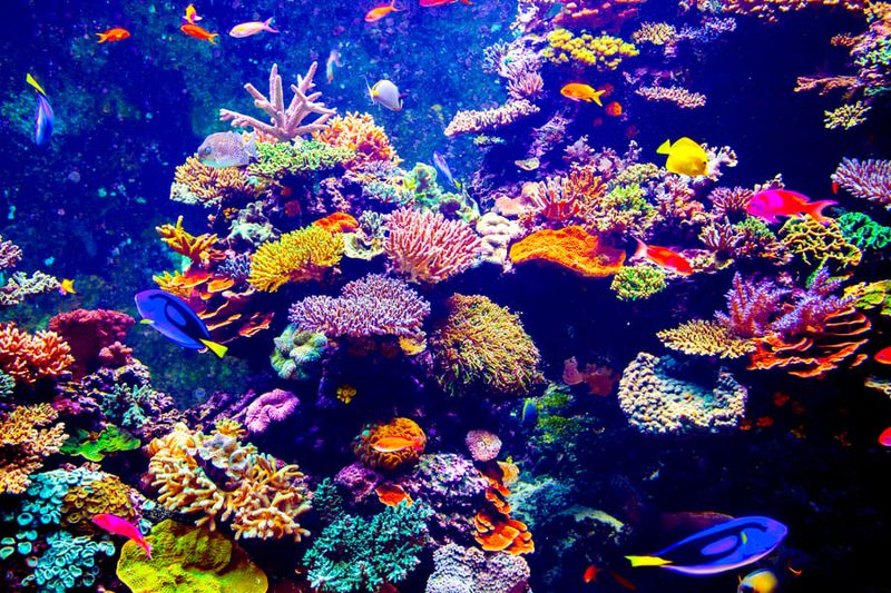 Florida Aquarium, Tampa, FL