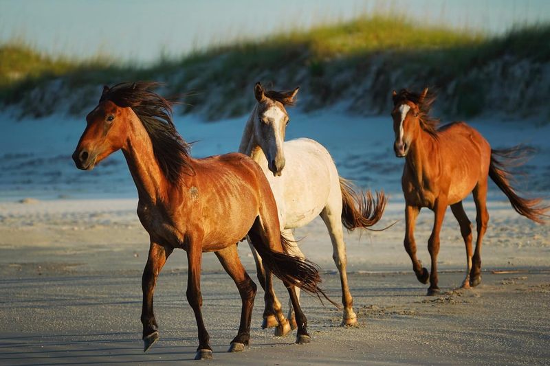 Mysterious Cumberland Island, Georgia