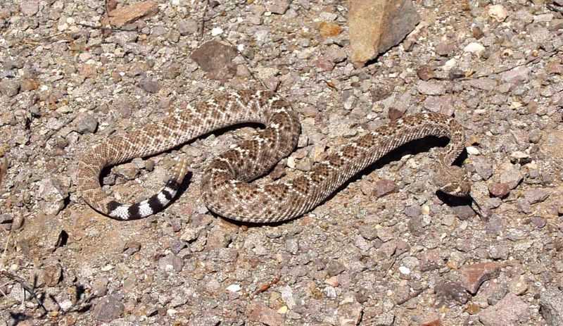 Ignoring Wildlife Warnings And Desert Safety Tips