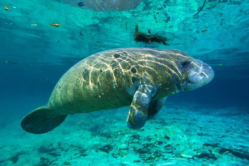 Watch For Manatees Near The Piers