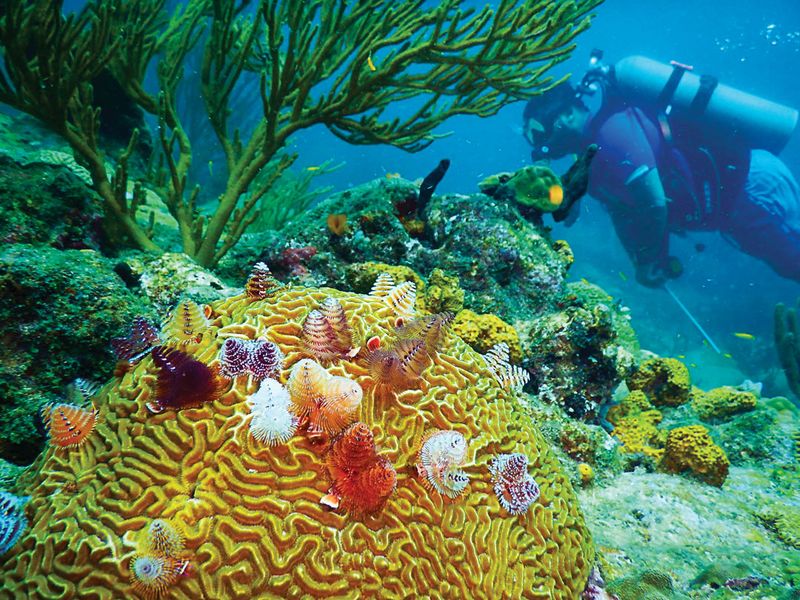 Snorkeling And Diving In Tobago Cays