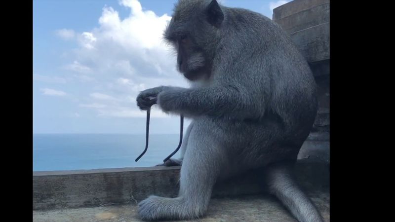 Bali's Sacred Monkey Forest Was A Chaotic Disappointment