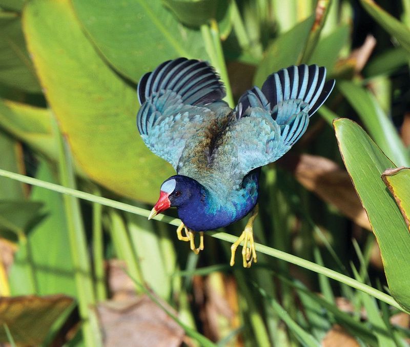 Bird Watching Expedition