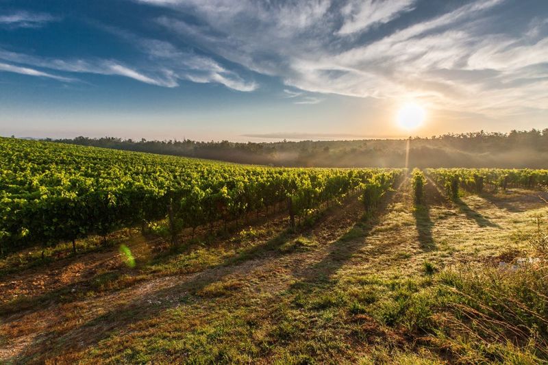 Long Island's Hamptons Wine Scene Chaos