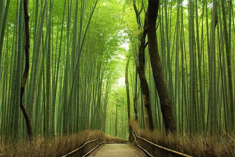 Kyoto's Bamboo Forest, Japan