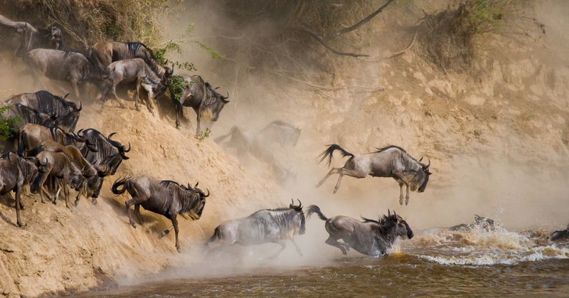 Serengeti's Great Migration Spectacle