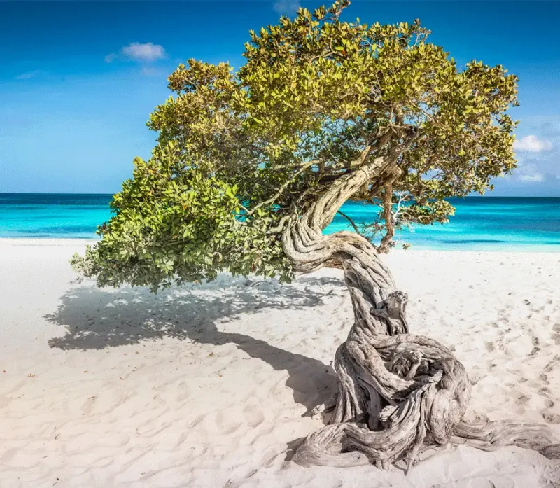 Eagle Beach, Aruba