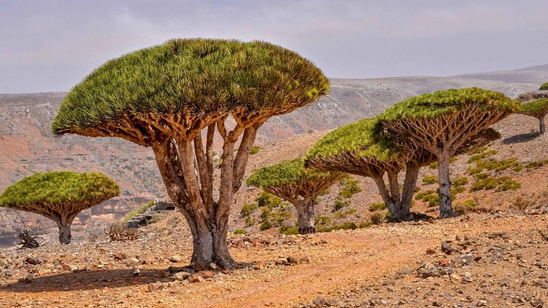 Socotra Island, Yemen