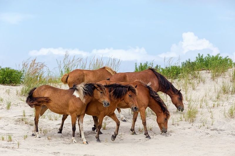 Chincoteague, Virginia