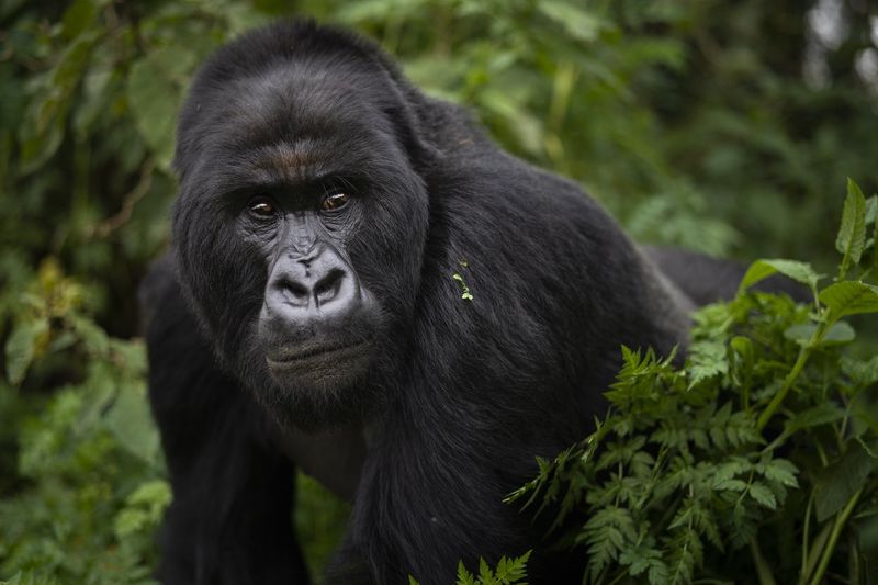 Rwanda's National Parks