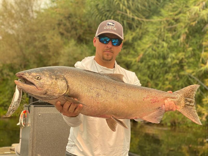 Sacramento River, California: Late-Season Salmon Run