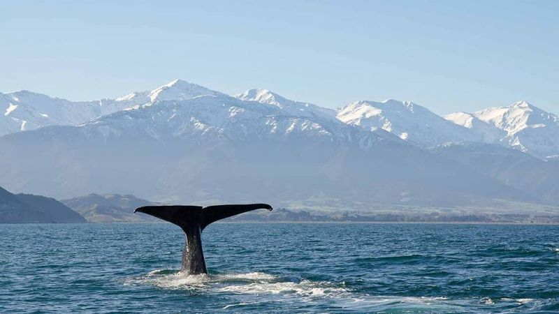 Kaikoura: Whale Watching Wonder