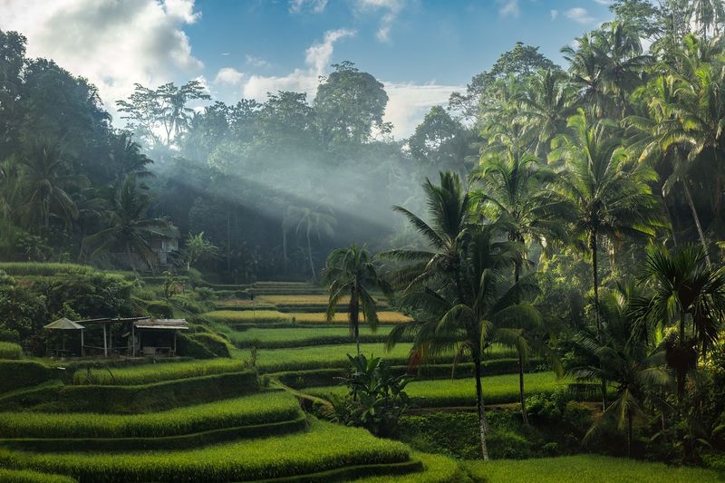 Ubud, Bali - Spiritual Jungle Retreat