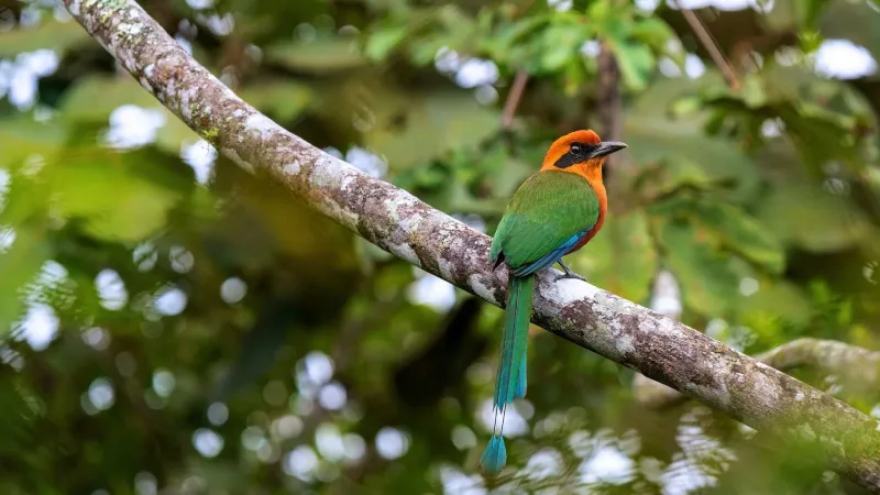 Mindo Cloud Forest: Biodiversity Hotspot