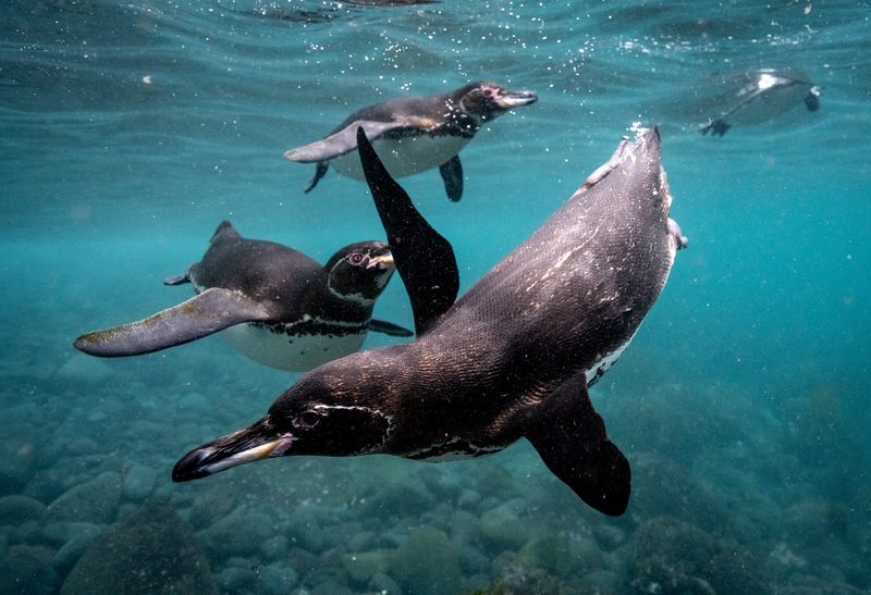 Galápagos Islands, Ecuador - Evolution's Living Laboratory