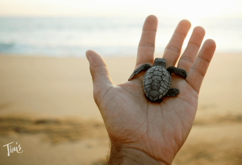 Turtle Protectors In Mexico
