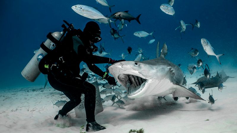 Shark Attack Hotspots in the Bahamas