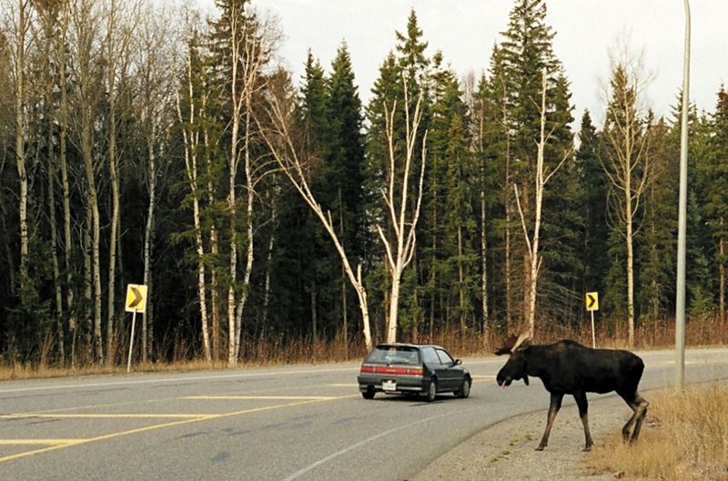 Deal With Wildlife Encounters on the Road