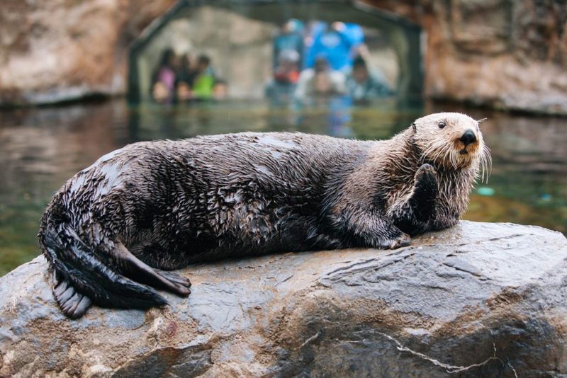 Oregon Coast Aquarium - Newport, Oregon