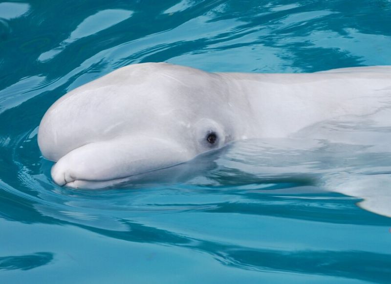 Mystic Aquarium, Mystic, CT