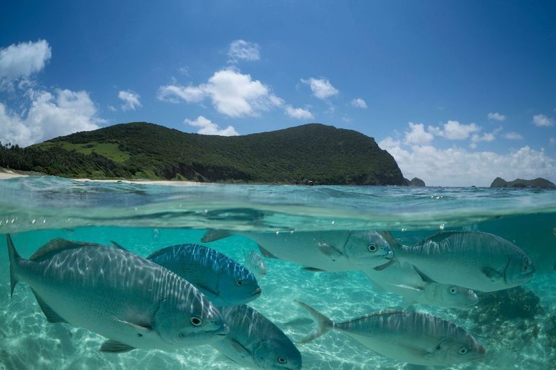 Lord Howe Island, Australia: The Southernmost Reef