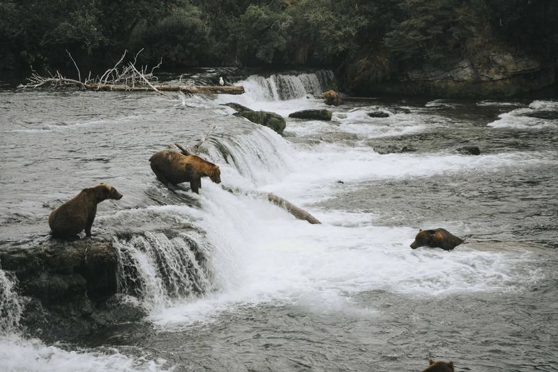 Naknek River, Alaska: Bristol Bay's Crown Jewel