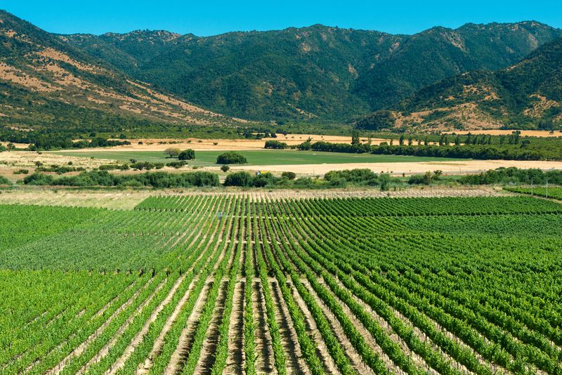 Colchagua Valley: Chile's Wine Paradise