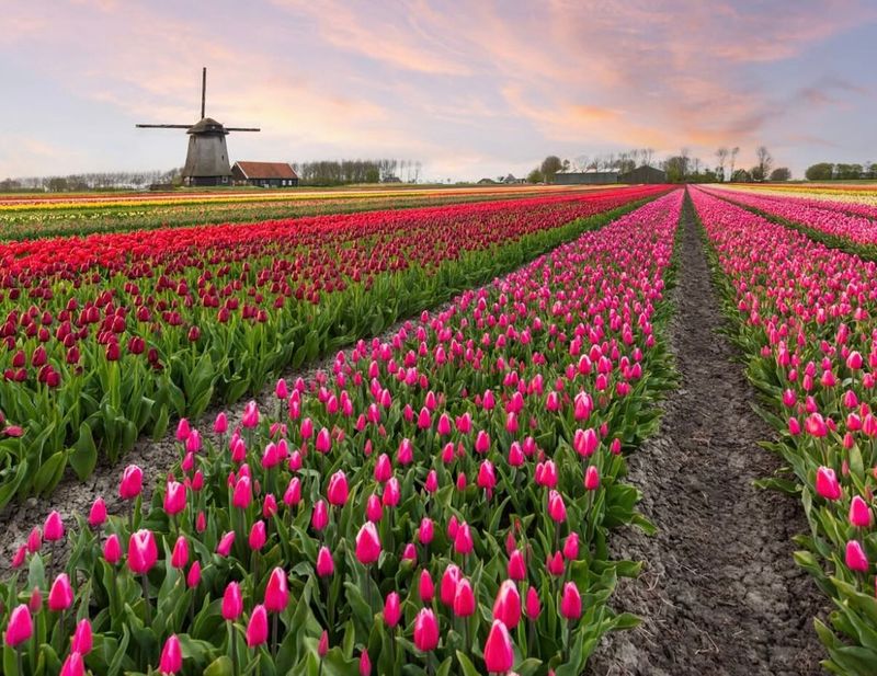 Flower Bulb Fields: Nature's Technicolor Carpet