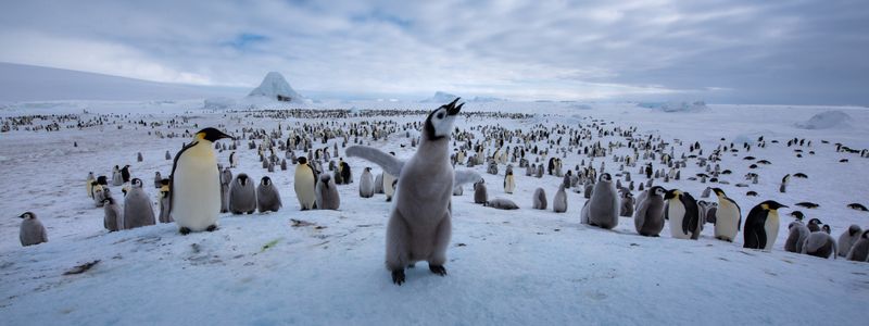 Antarctica Penguin Colonies