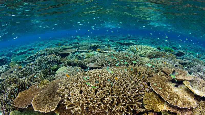 SKIP: Coral Bay, Egypt: Faded Glory