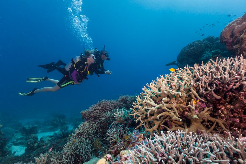 Dive the Great Barrier Reef