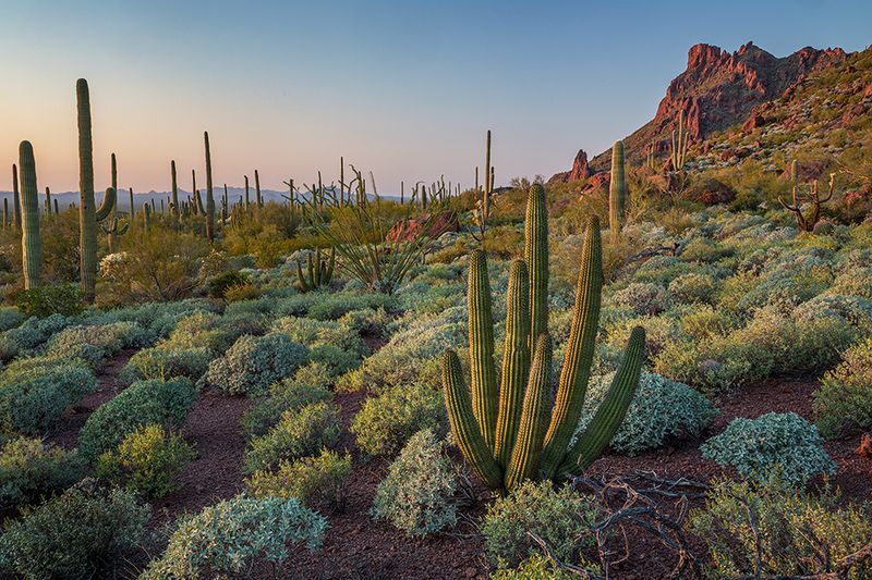 Organ Pipe Cactus National Monument