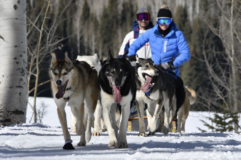 Dog Sledding in Alaska: Racing Through Winter Wonderland
