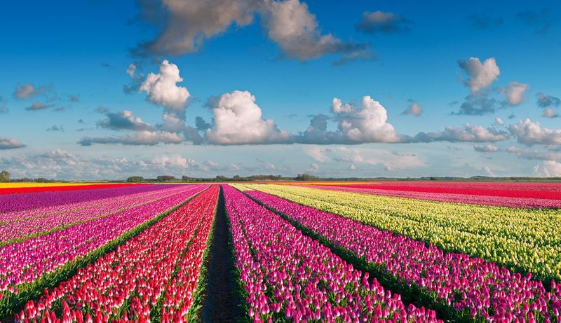 Lisse Tulip Gardens, Netherlands