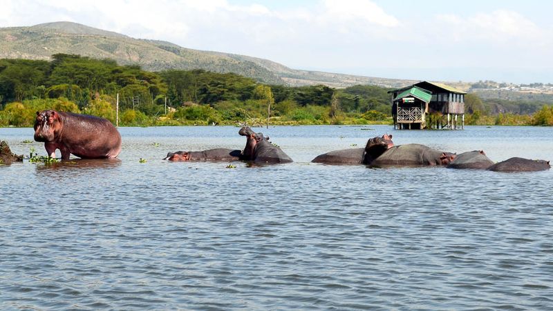 Lake Naivasha, Kenya