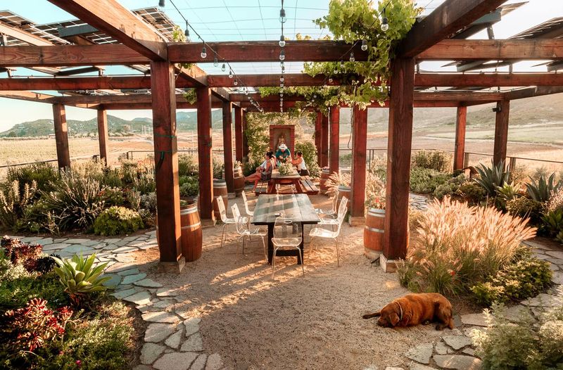 Relax at La Lomita's Tranquil Vineyard