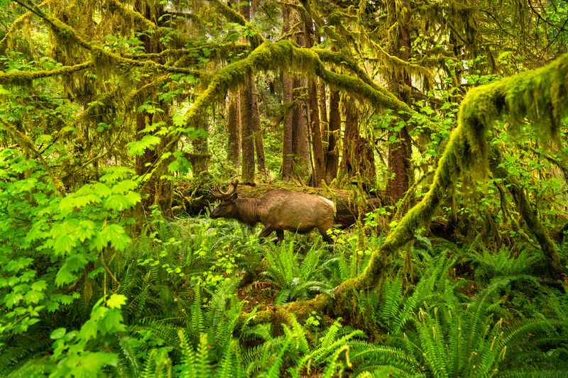 Spot Elk in the Hoh Rain Forest